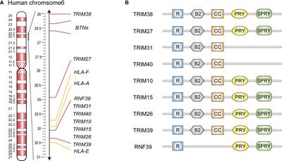 Emerging Roles of MHC Class I Region-Encoded E3 Ubiquitin Ligases in Innate Immunity